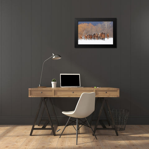 Rodeo horses running during winter roundup-Kalispell-Montana Black Modern Wood Framed Art Print by Jones, Adam