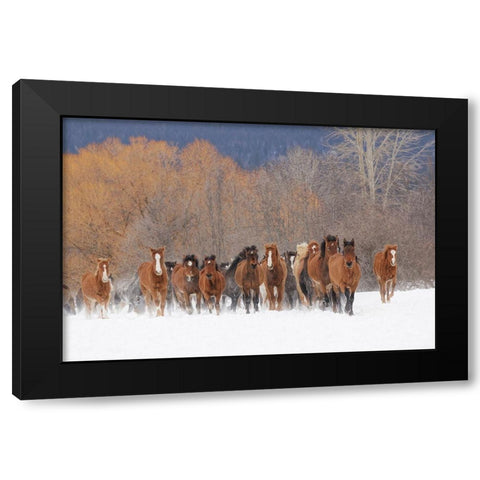 Rodeo horses running during winter roundup-Kalispell-Montana Black Modern Wood Framed Art Print by Jones, Adam
