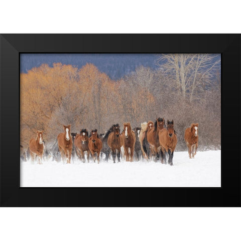 Rodeo horses running during winter roundup-Kalispell-Montana Black Modern Wood Framed Art Print by Jones, Adam