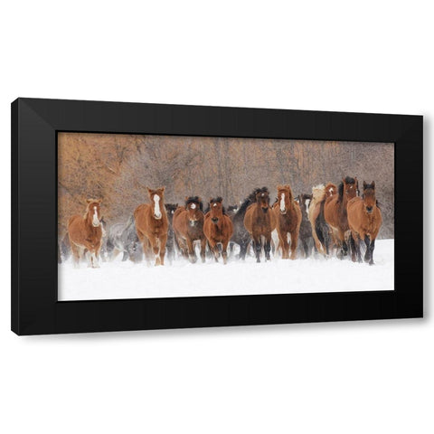 Panoramic view of rodeo horses running during winter roundup-Kalispell-Montana Black Modern Wood Framed Art Print with Double Matting by Jones, Adam