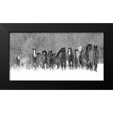 Panoramic view of rodeo horses running during winter roundup-Kalispell-Montana Black Modern Wood Framed Art Print by Jones, Adam