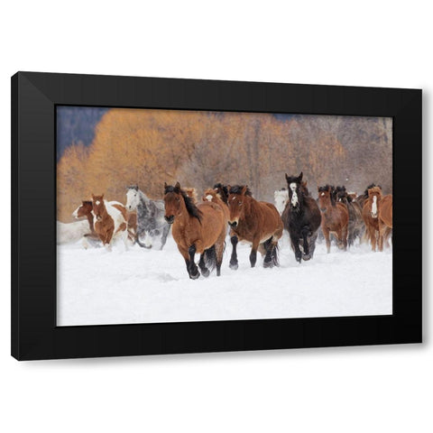 Rodeo horses running during winter roundup-Kalispell-Montana Black Modern Wood Framed Art Print by Jones, Adam