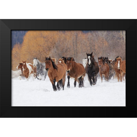 Rodeo horses running during winter roundup-Kalispell-Montana Black Modern Wood Framed Art Print by Jones, Adam