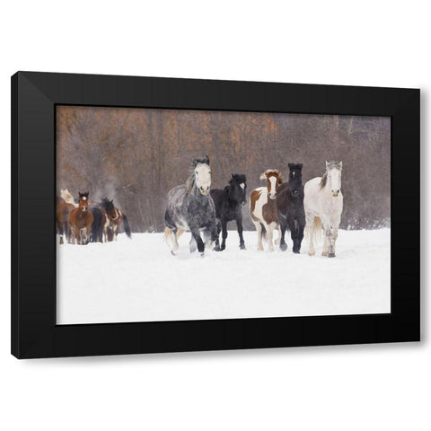 Rodeo horses running during winter roundup-Kalispell-Montana Black Modern Wood Framed Art Print with Double Matting by Jones, Adam