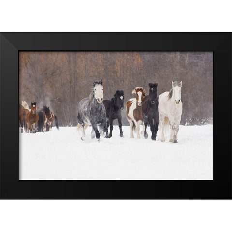 Rodeo horses running during winter roundup-Kalispell-Montana Black Modern Wood Framed Art Print by Jones, Adam