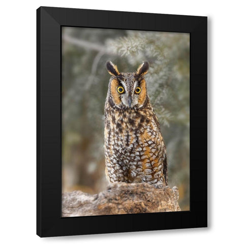 Long-eared owl-Asio otus-controlled situation-Montana Black Modern Wood Framed Art Print by Jones, Adam