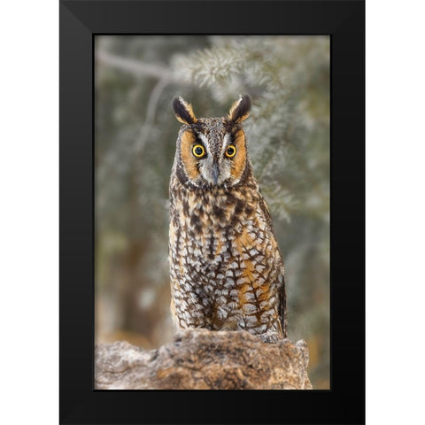 Long-eared owl-Asio otus-controlled situation-Montana Black Modern Wood Framed Art Print by Jones, Adam