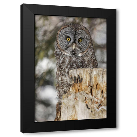 Great grey owl-Strix nebulosa-controlled situation Black Modern Wood Framed Art Print with Double Matting by Jones, Adam