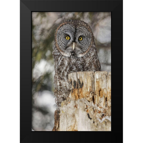 Great grey owl-Strix nebulosa-controlled situation Black Modern Wood Framed Art Print by Jones, Adam
