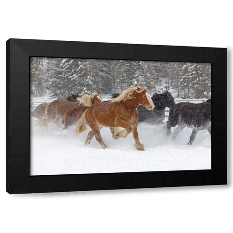 Rodeo horses running during winter roundup-Kalispell-Montana Black Modern Wood Framed Art Print by Jones, Adam
