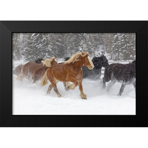 Rodeo horses running during winter roundup-Kalispell-Montana Black Modern Wood Framed Art Print by Jones, Adam