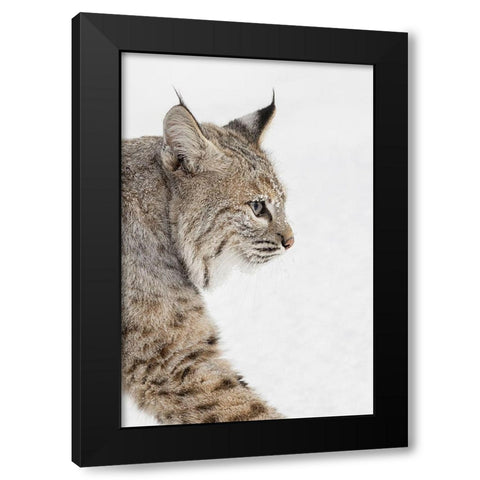 Bobcat in snow-Lynx rufus-controlled situation-Montana Black Modern Wood Framed Art Print by Jones, Adam