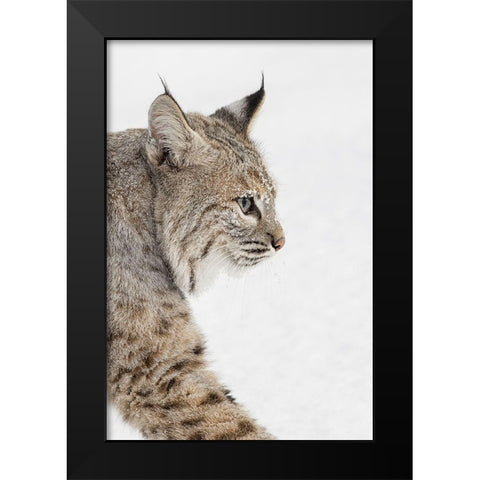 Bobcat in snow-Lynx rufus-controlled situation-Montana Black Modern Wood Framed Art Print by Jones, Adam