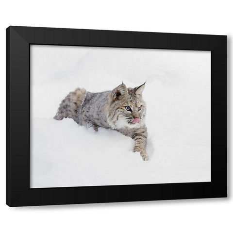 Bobcat in snow-Lynx rufus-controlled situation-Montana Black Modern Wood Framed Art Print by Jones, Adam