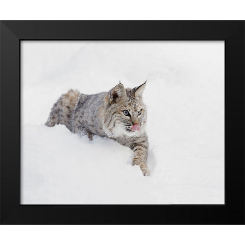 Bobcat in snow-Lynx rufus-controlled situation-Montana Black Modern Wood Framed Art Print by Jones, Adam