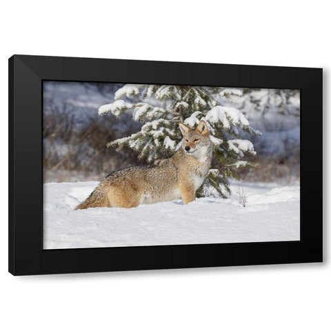 Coyote in deep winter snow-Canis latrans-controlled situation-Montana Black Modern Wood Framed Art Print with Double Matting by Jones, Adam