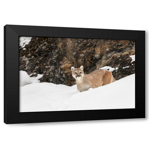 Cougar or Mountain Lion in deep winter snow-Puma concolor-controlled situation Black Modern Wood Framed Art Print by Jones, Adam