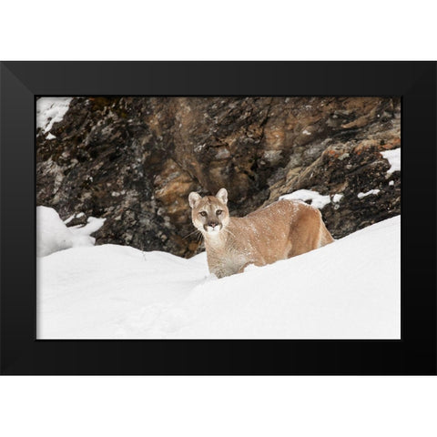 Cougar or Mountain Lion in deep winter snow-Puma concolor-controlled situation Black Modern Wood Framed Art Print by Jones, Adam