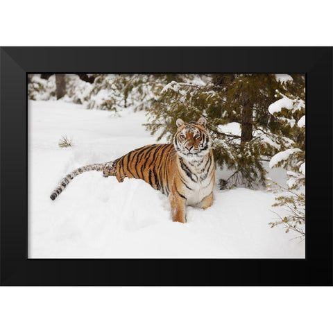 Siberian tiger in deep winter snow-Panthera tigris tigris-controlled situation-Montana Black Modern Wood Framed Art Print by Jones, Adam