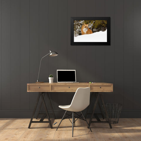 Red fox in deep winter snow-Vulpes vulpes-controlled situation-Montana Black Modern Wood Framed Art Print by Jones, Adam