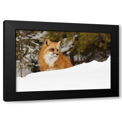 Red fox in deep winter snow-Vulpes vulpes-controlled situation-Montana Black Modern Wood Framed Art Print by Jones, Adam
