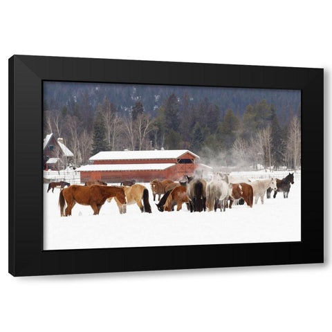 Rodeo horses running during winter roundup-Kalispell-Montana Black Modern Wood Framed Art Print with Double Matting by Jones, Adam