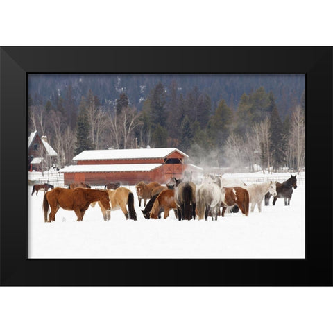 Rodeo horses running during winter roundup-Kalispell-Montana Black Modern Wood Framed Art Print by Jones, Adam