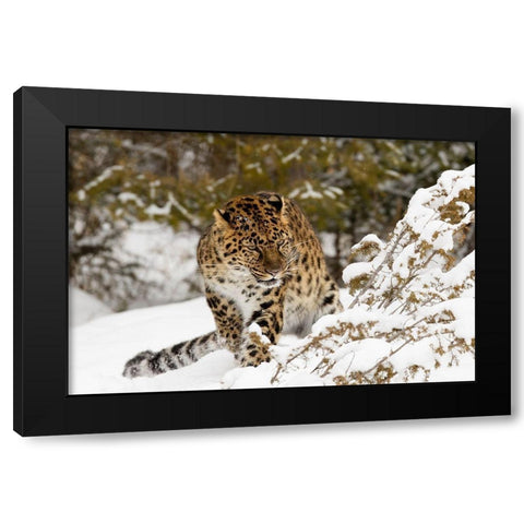 Amur leopard-Panthera pardus orientalis-controlled situation Black Modern Wood Framed Art Print by Jones, Adam