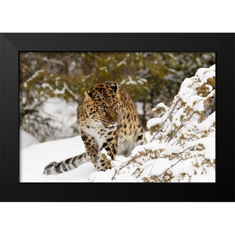 Amur leopard-Panthera pardus orientalis-controlled situation Black Modern Wood Framed Art Print by Jones, Adam