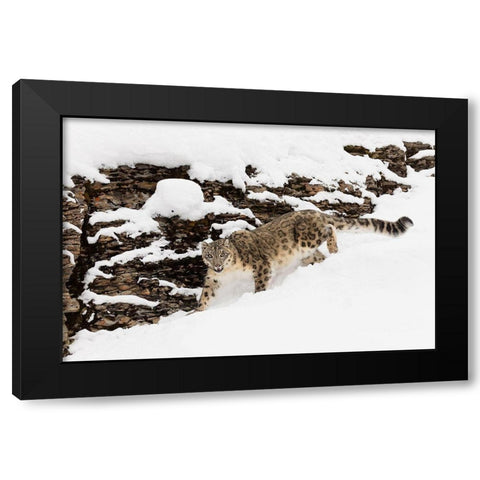 Snow leopard in winter snow-Panthera uncia-controlled situation Black Modern Wood Framed Art Print by Jones, Adam
