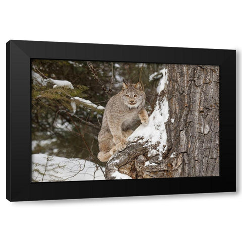 Canada lynx in winter-Lynx canadensis-controlled situation Black Modern Wood Framed Art Print with Double Matting by Jones, Adam