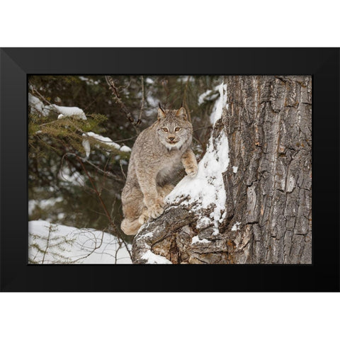 Canada lynx in winter-Lynx canadensis-controlled situation Black Modern Wood Framed Art Print by Jones, Adam