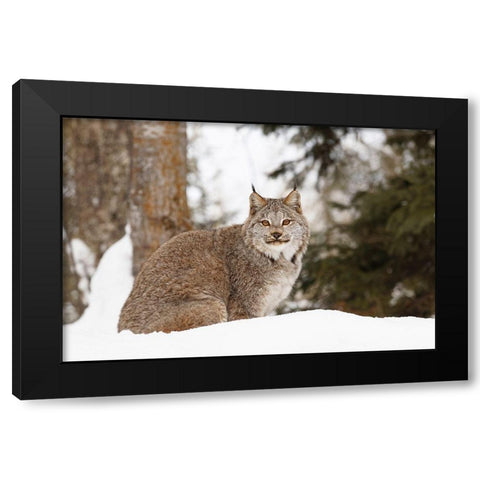 Canada lynx in winter-Lynx canadensis-controlled situation Black Modern Wood Framed Art Print by Jones, Adam