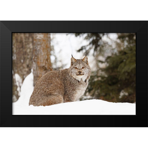 Canada lynx in winter-Lynx canadensis-controlled situation Black Modern Wood Framed Art Print by Jones, Adam