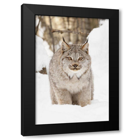 Canada lynx in winter-Lynx canadensis-controlled situation Black Modern Wood Framed Art Print with Double Matting by Jones, Adam