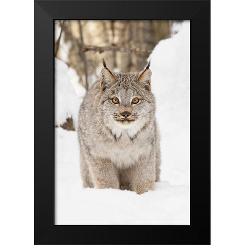 Canada lynx in winter-Lynx canadensis-controlled situation Black Modern Wood Framed Art Print by Jones, Adam