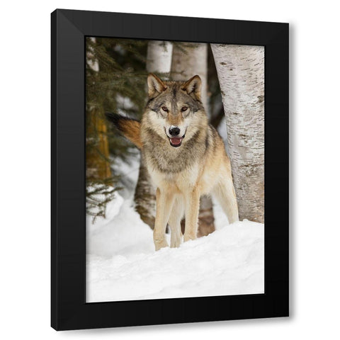 Tundra wolf-Canis lupus albus-in winter-controlled situation-Montana Black Modern Wood Framed Art Print with Double Matting by Jones, Adam