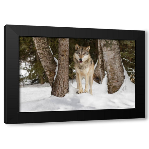 Tundra wolf-Canis lupus albus-in winter-controlled situation-Montana Black Modern Wood Framed Art Print with Double Matting by Jones, Adam