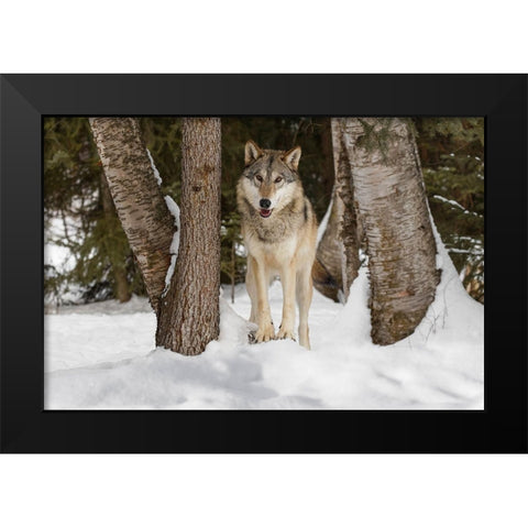 Tundra wolf-Canis lupus albus-in winter-controlled situation-Montana Black Modern Wood Framed Art Print by Jones, Adam