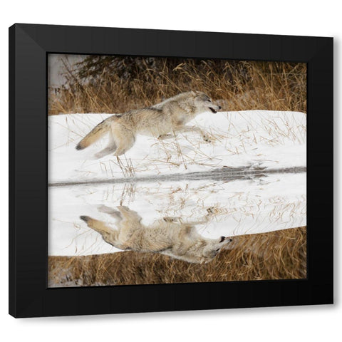 Tundra wolf running-Canis lupus albus-in winter-controlled situation-Montana Black Modern Wood Framed Art Print with Double Matting by Jones, Adam