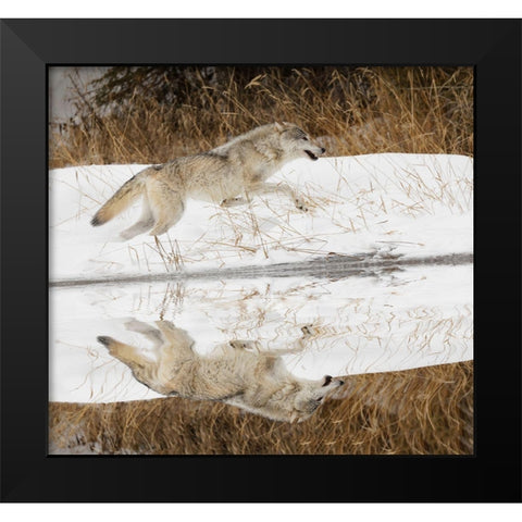 Tundra wolf running-Canis lupus albus-in winter-controlled situation-Montana Black Modern Wood Framed Art Print by Jones, Adam