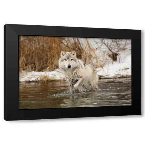 Tundra wolf-Canis lupus albus-in winter-controlled situation-Montana Black Modern Wood Framed Art Print by Jones, Adam