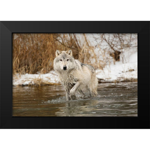 Tundra wolf-Canis lupus albus-in winter-controlled situation-Montana Black Modern Wood Framed Art Print by Jones, Adam
