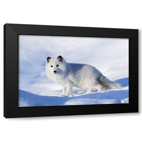 Arctic fox in winter-Vulpes lagopus-controlled situation Black Modern Wood Framed Art Print by Jones, Adam