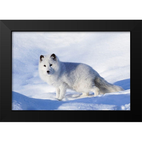 Arctic fox in winter-Vulpes lagopus-controlled situation Black Modern Wood Framed Art Print by Jones, Adam
