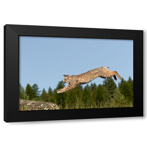 Bobcat jumping-Lynx Rufus Captive Black Modern Wood Framed Art Print by Jones, Adam