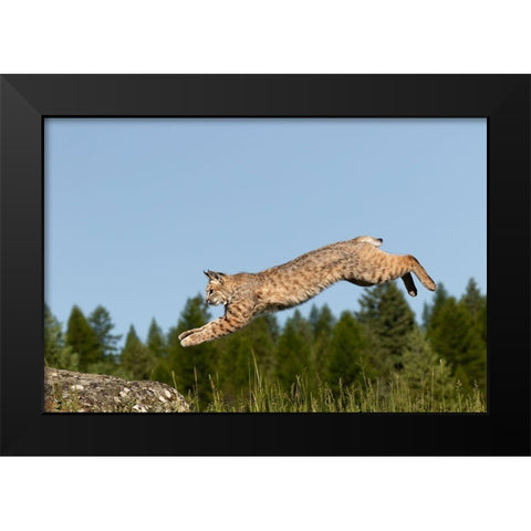 Bobcat jumping-Lynx Rufus Captive Black Modern Wood Framed Art Print by Jones, Adam