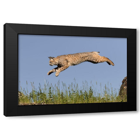 Bobcat jumping-Lynx Rufus Captive Black Modern Wood Framed Art Print with Double Matting by Jones, Adam