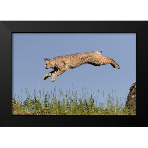 Bobcat jumping-Lynx Rufus Captive Black Modern Wood Framed Art Print by Jones, Adam