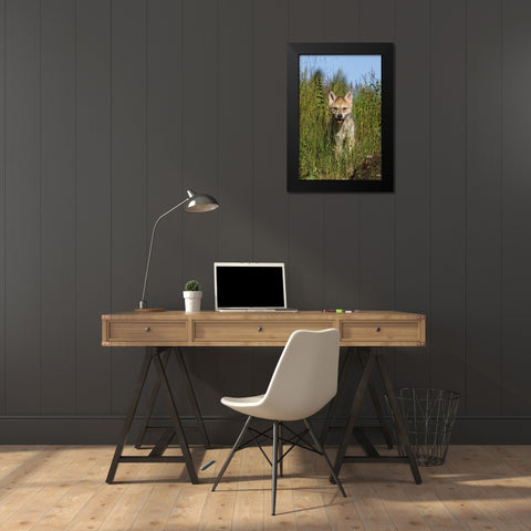 Wolf pup-Canis lupus-Captive Black Modern Wood Framed Art Print by Jones, Adam
